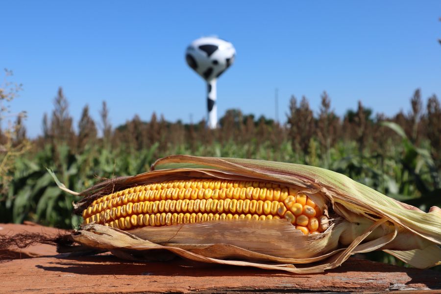 The farmers garden crop adventure corn